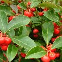 Gaultheria procumbens